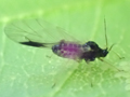 Periphyllus acericola